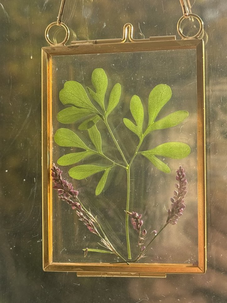 Rue (Ruta/Ruda) Suncatcher