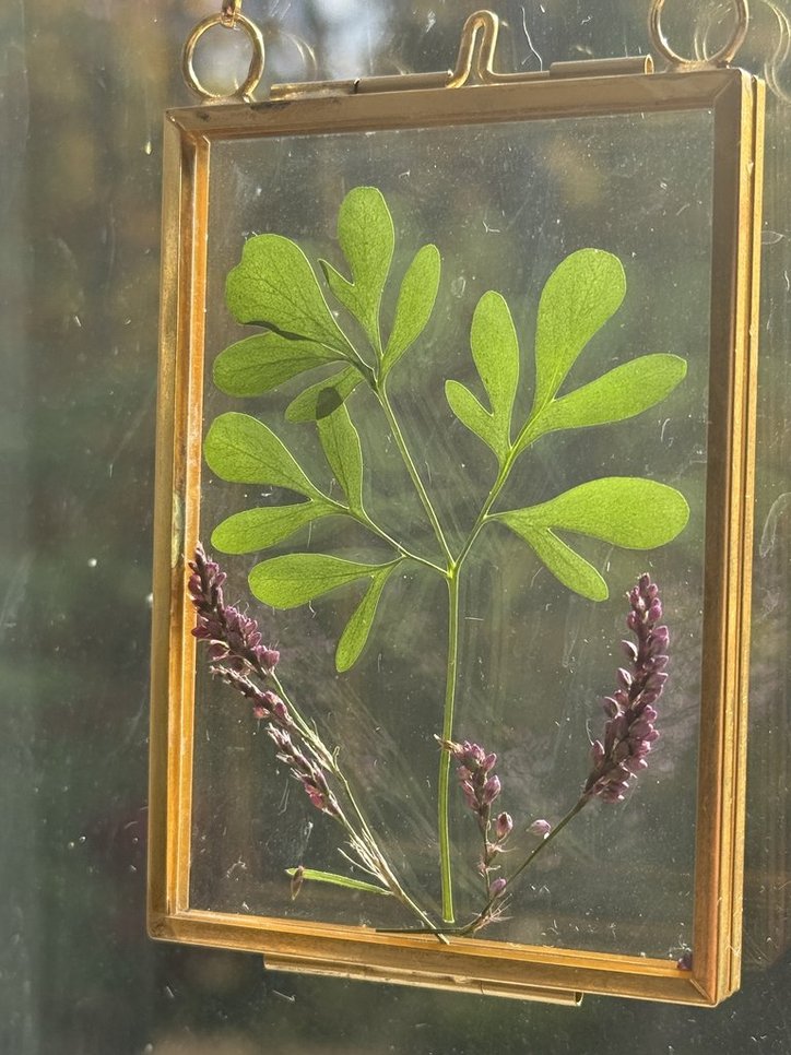 Rue (Ruta/Ruda) Suncatcher